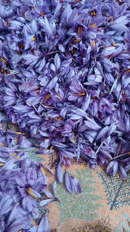  طلای سرخ